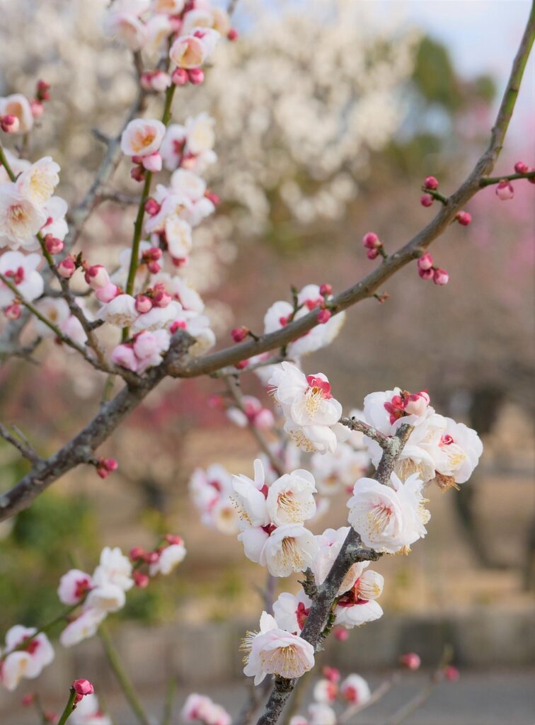 女性薄毛に悩む方必見のPFC PRP注入とは？