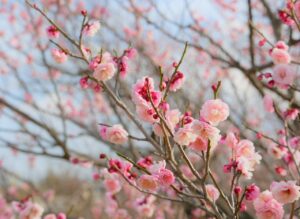 女性薄毛のPFCやPRP治療の料金相場はどのくらい？