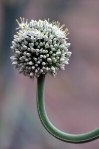 閉経後の女性が薄毛を改善するための効果的な方法は？