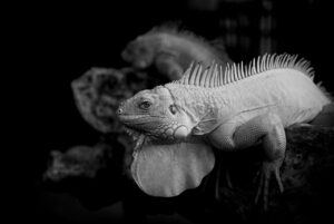 更年期の薄毛に効果的な治療方法は？