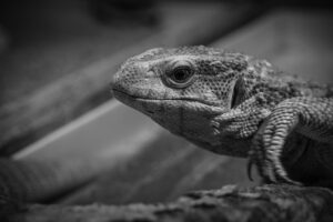 メソセラピーの効果とはどのようなものですか？