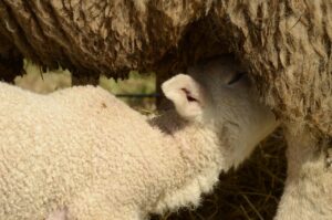 授乳中に飲める安心な飲み物は？