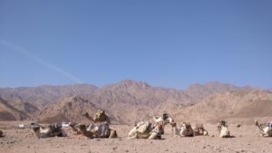 育毛に効果的な海外製サプリはどれですか？