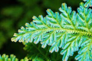 育毛サプリの効果は本当にあるのか徹底検証しますか？